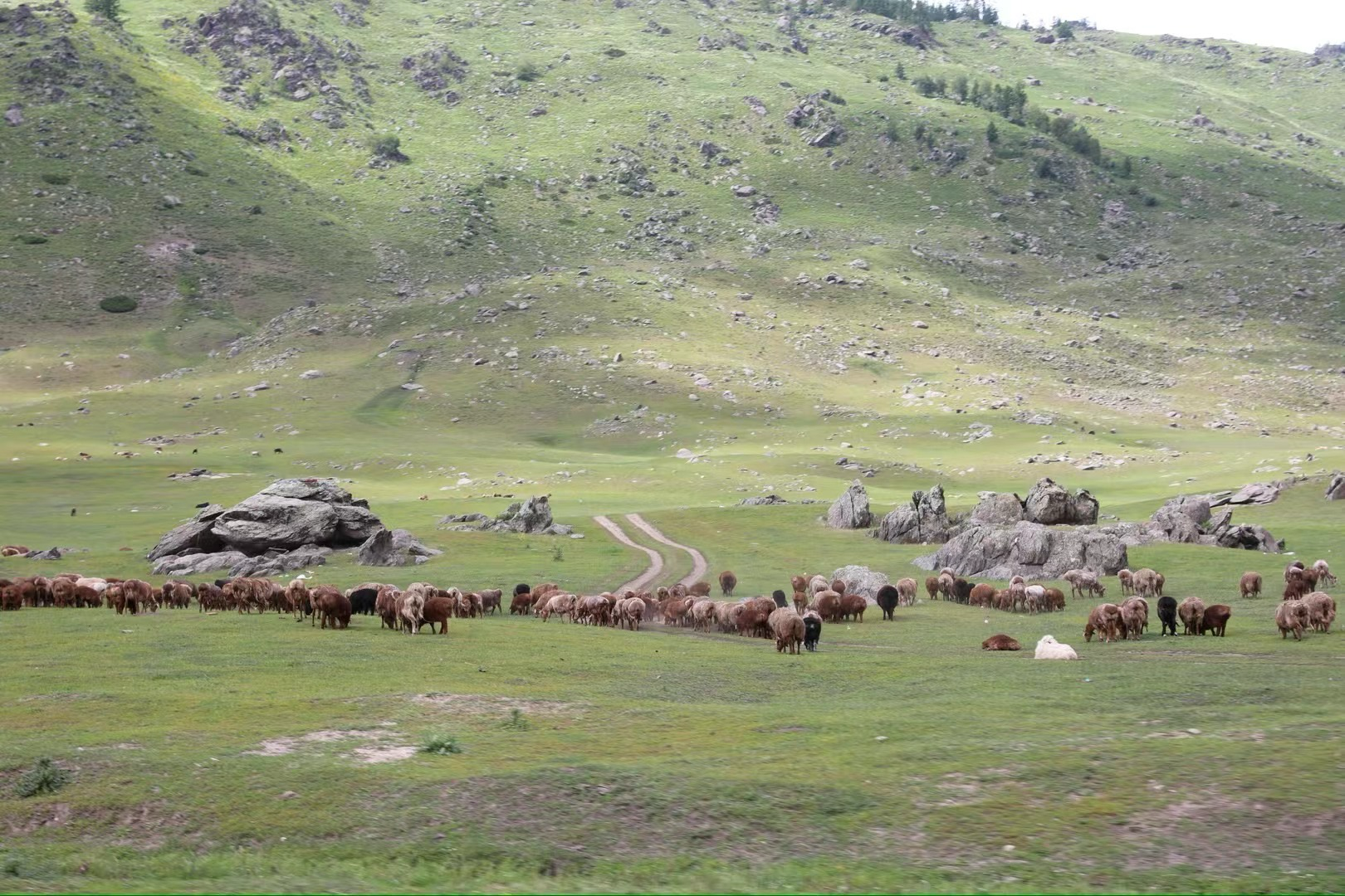 sheep